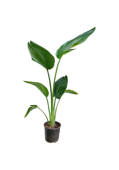 Starliçe - Beyaz Cennet Kuşu - 60-80 Cm
