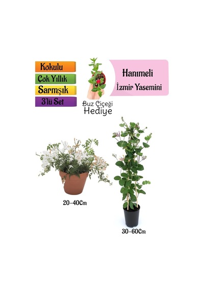 Kokulu İzmir Yasemini+kokulu Hanıme Çiçeği+buz Çiçeği 3'lü Peyzaj Seti