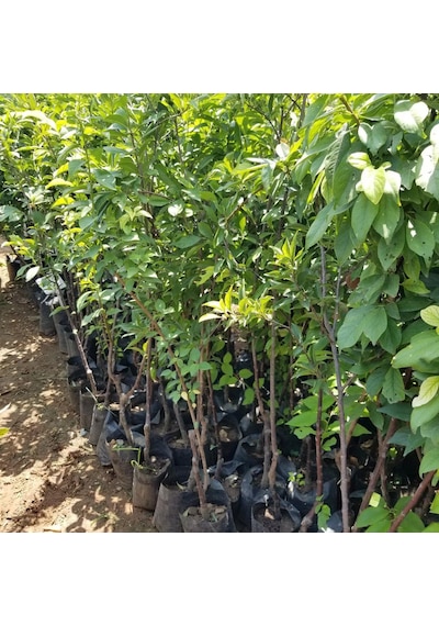 4 Yaş, Aşılı BLACK AMBER Erik Fidanı, Torbada
