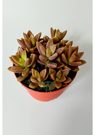 Graptosedum California Sunset Çabuk Çoğalan Hızlı Yayılan Sukulen