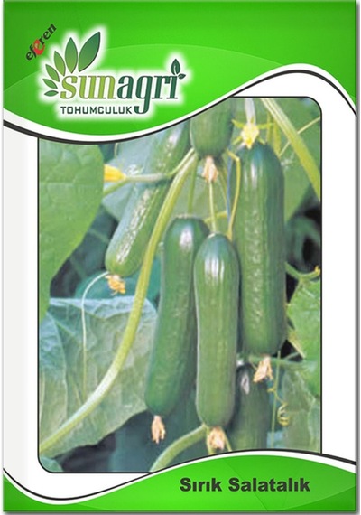 Sırık Salatalık Tohumu