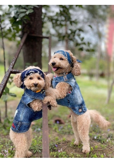 Salya Store Tickle Me Jeans Yazlık Köpek Kot Ceket Küçük Irklar