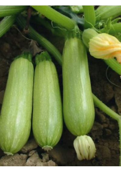 Erdem Garden Doğal Sakız Tipi Dolmalık Kabak Tohumu 20 Ad. Tohum Sku: Smgstk28e32b05c8 Açık Gri
