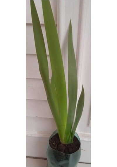 Mezarlık Çiçeği Iris Çiçeği Mor Zambak 10-20 Cm