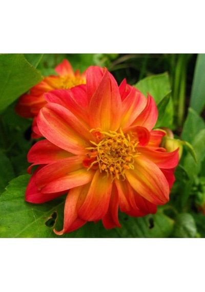 20 Adet Early Bırd Dahlıa Mixed Colors Flower Tohumu