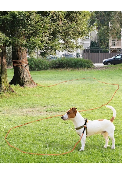 Köpekler İçin 10 M Çekme Halatı, 2 Karabina Kancalı Köpek Tasması, Küçük İla Büyük Köpekler İçin Antrenman İpi, Turuncu