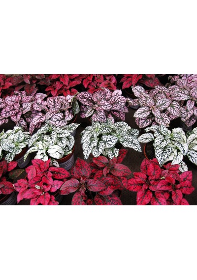 Hostes Çiçeği  - Hypoestes Phyllostachya 3’lü set