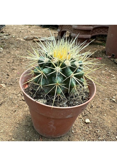 Echinocactus Grusonii - Altın Fıçı Kaktüsü 8 Lik Saksıda
