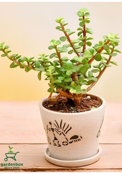 Dekoratif Canlı Bitki Yeşim Çiçeği 8.5 Saksıda 10-15cm Dekoratif Canlı Bitki Yeşim Çiçeği 8.5 Saksıda 10-15cm
