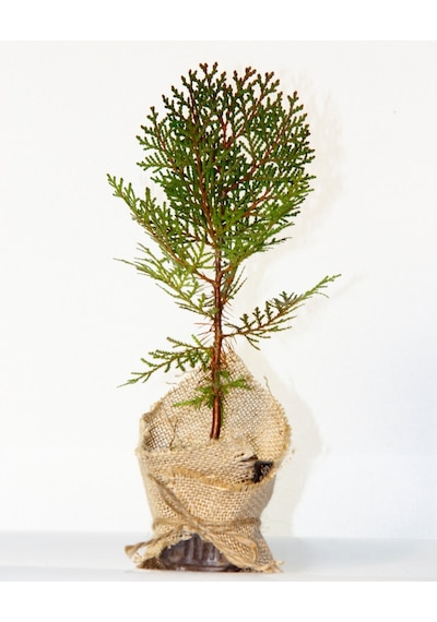 NİKAH ÇAMI 100 ADET - ÖZEL GÜN FİDANI (Thuja Orientalis)