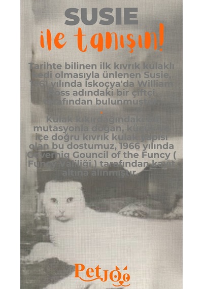 Petjoo 3.Susie Turuncu-Gri Qr'lı Kedi Künyesi