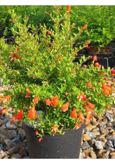 Bodur Süs Narı Çiçeği Fidanı 1 Adet Saksılı/ Tüplü 30-60cm Bahçe Bitkisi Dwarf Pomegranate