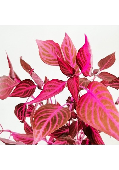 Serada Decor Plant İresine Herbstii - Çingene Şalvarı Bitkisi Büyük Saksılı 40-50 Cm