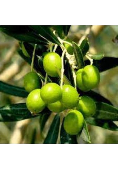 Bodur Zeytin 60 Cm 80 Cm