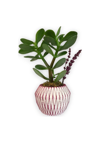 Sukulent Crassula Ovata | Pembe Çizgili Saksıda