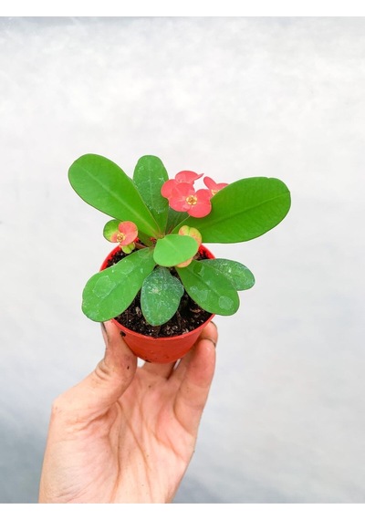 Kırmızı Çiçekli Milli Dikenler Tacı 5-15 Cm Saksılı Çiçekli Bodur Bitkiler Red Euphorbia