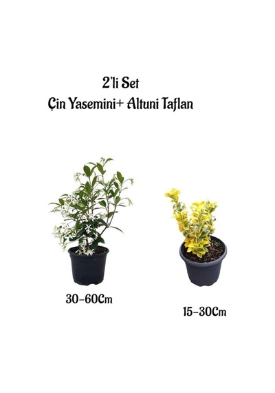 Mis Kokulu Çin Yasemini Çiçeği+altuni Taflan Çit Bitkisi 2'li Set Dışmekan Bitkileri