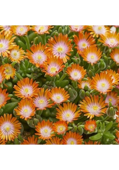 Yayılıcı Sarkıcı Delasporma Orange Buz Çiçeği Fidesi 2 Adet