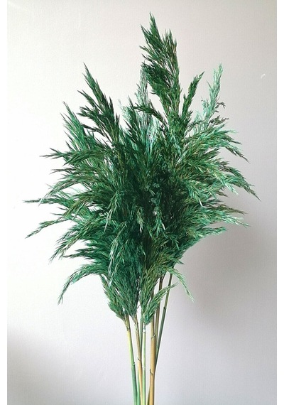 Büyük Demet Pampas Zümrüt Yeşil 100cm Boyunda 8'li