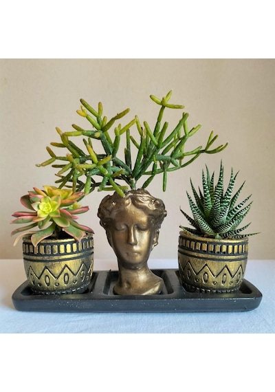 Haworthia & Haworthia Kiwi & Rhipsalis 3'lü Sukulent Seti | Helen Gold Serisi