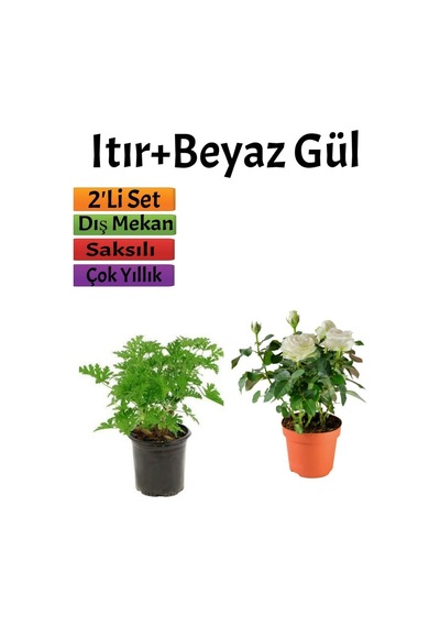 Yoğun Kokulu Itır Çiçeği+ Beyaz Gül Fidanı 15-25 Cm Saksılı Dış Mekan Bitkileri