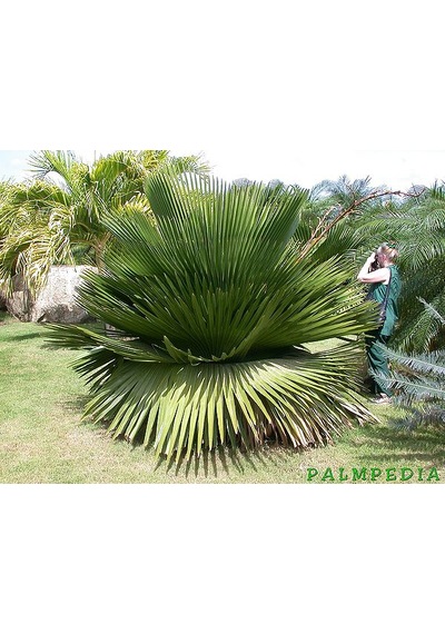Copernicia Macroglossa Palmiye Tohum 2 Adet Tohum Ekim Seti