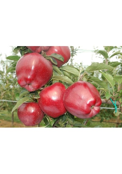 Red Chief Elma Fidanı 3 Yaş Tüplü ve Aşılı
