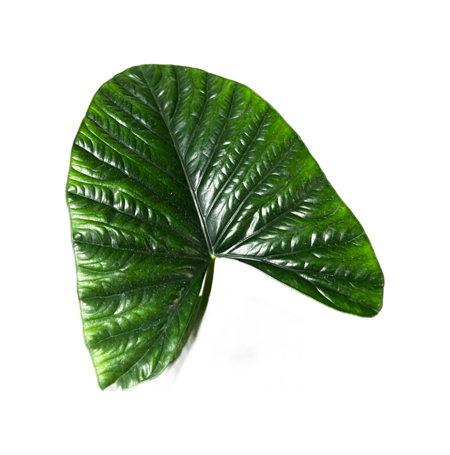 Alocasia 'Lukiwan' (Fil Kulağı) Ø12 CM Y30-35 CM