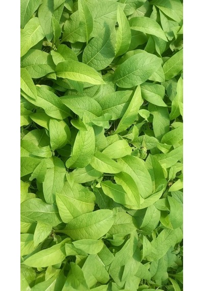 Karakafes Otu Symphytum Officinale 10 Adet
