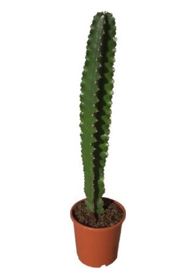 Euphorbia İngens -kovboy Kaktüs 75-80 Cm