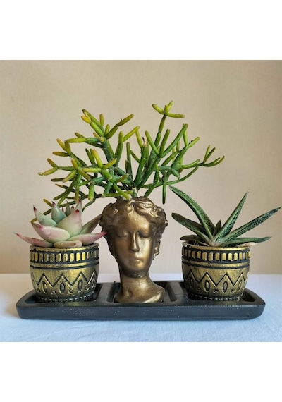 Echeveria & Gasteria & Rhipsalis 3'lü Sukulent Seti | Helen Gold Serisi