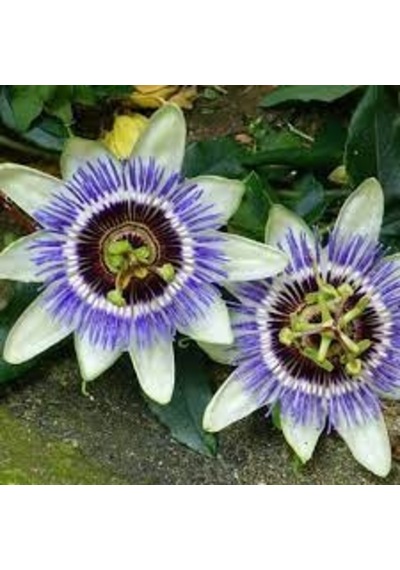 25 Adet Nadir Passiflora Çarkıfelek Çiçek Çiçeği Tohumu Saksı Top