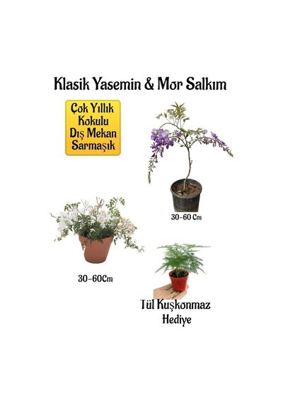 Mis Kokulu Klasik Yasemin+mor Salkım Ağacı Fidanı Tül Kuşkonmaz Peyzaj Seti