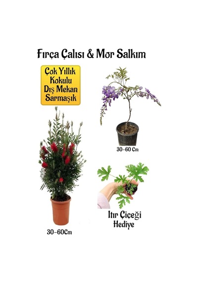 Fırça Çalısı Fidanı+mor Salkım Ağacı Fidanı Itır Çiçeği Peyzaj Seti