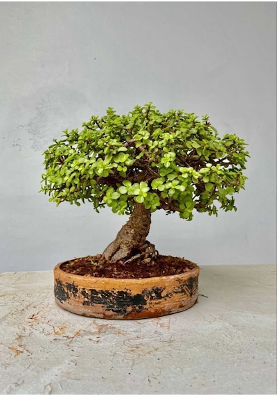 Minik Dev Para Ağacı Bonsai Jade 14 Yaş