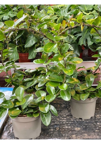 Videolu Pembe Mum Çiçeği Fidanı 1 Adet 30-60 Cm Saksılı/ Tüplü Dış Mekan Bitkisi Hoya