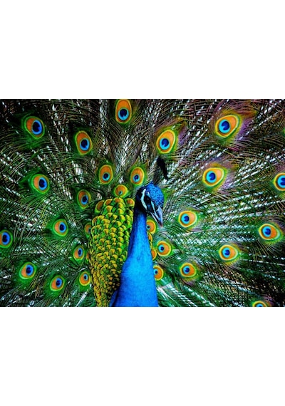 Nova Puzzle 41113 Kur Zamanı 1000 Parça Puzzle