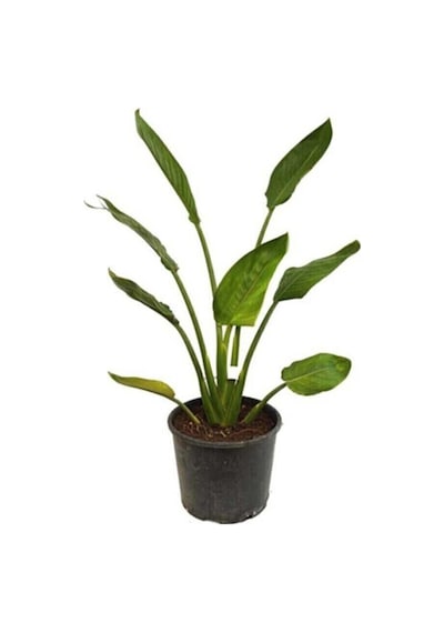 Starliçe - Beyaz Cennet Kuşu 50 -60 Cm Strelitzia Nicolai Iç Mekan Bitkisi