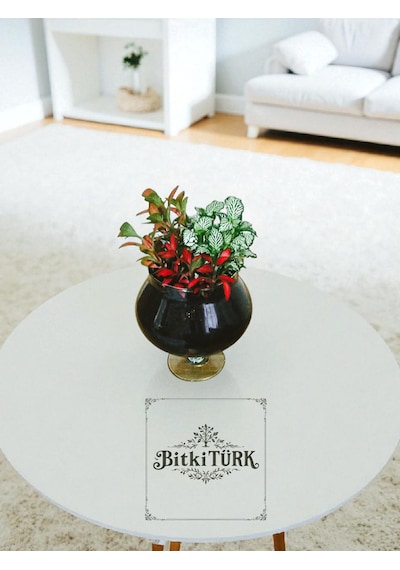 Bitkitürk-cam Vazoda Fittonia Renkli Alem Ofis Salon İç Mekan