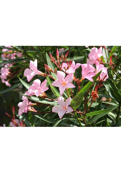 Zakkum Nerium Oleander 60-80 Cm 20 Adet
