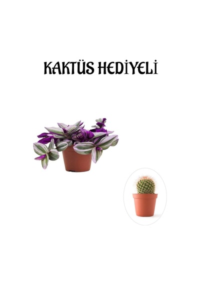 Pembe Renk Telgraf Nanouk Çiçeği Sevgliler Gününe Özel Kaktüs Hediyeli