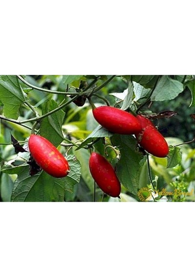 Nadir Ithal Kırmızı Salatalık Tohumu Ekim Seti 3 Tohum Red Cucumber Saksı Toprak Kombin