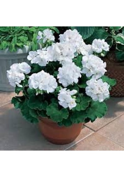 Beyaz Sardunya Çiçeği Fidanı 10-20 Cm