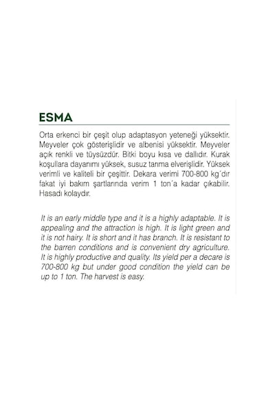 Ata Tohumu Yerli Doğal Küçük Bamya 100 Adet Tohum