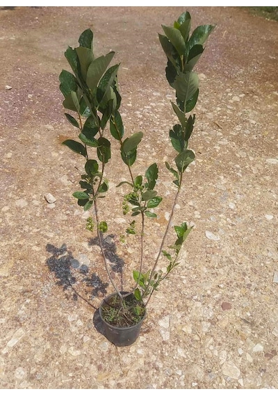 Aronya Fidanı 10 Adet 3-4 Yaş 80-100 Cm