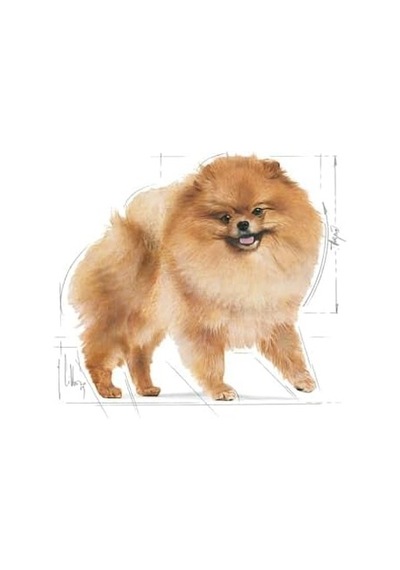 Pomeranian Yetişkin Köpek Irk Maması 3 Kg Renkli