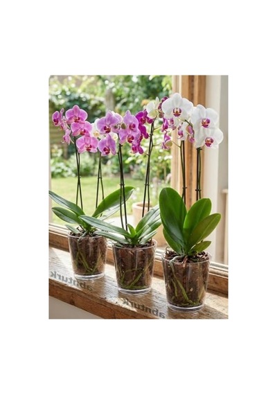 3 Farklı Boyutta Orkide Saksısı, Altı Tabaklı Set