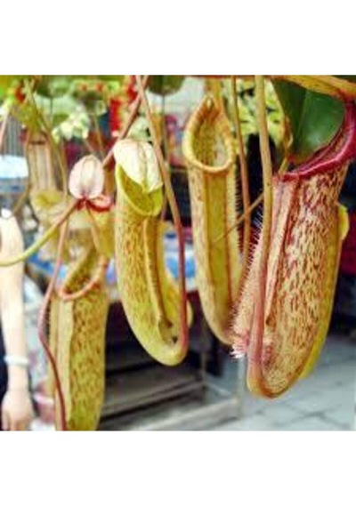 5 Adet Tohum Nepenthes Sinek Kapan Etobur Etçil Bitki Çiçeği Süpriz Hediye Bonzai Ağacı Tohumu