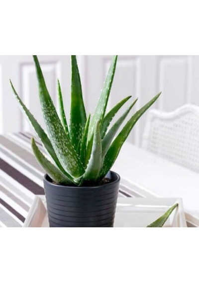 Alovera Çiçeği Fidanı 30-50cm Saksılı Çiçekli Bodur Bitkiler Aloe Barbadensis Miller