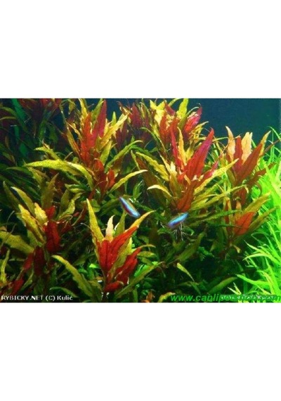 Alternanthera Reineckii 10 Adet